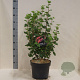Ribes sang. 'King Edward VII' 80-100 cm 10L