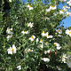 Romneya coulteri GM P9