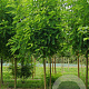 Robinia ps. 'Appalachia' 20-25 HO draadkluit