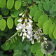 Robinia ps. 'Appalachia' 25-30 HO draadkluit