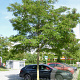 Robinia ps. 'Sandraudiga' 12-14 HO draadkluit