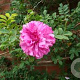 Rosa roxburghii 175-200 cm draadkluit struik op Stam