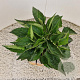 Rudbeckia f. 'Goldsturm' 25-30 cm 2,5L