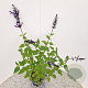 Salvia 'Amistad' 30-40 cm 2,5L
