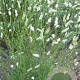Sanguisorba 'Burr Blanc' GM P9