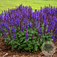 Salvia nem. 'Bumbleblue' GM P9