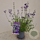 Salvia micr. 'Blue Monrovia' 30-40 cm 2,5L