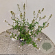 Salvia micr. 'Gletsjer' 30-40 cm 2,5L
