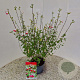 Salvia micr. 'Hot Lips' 30-40 cm 2,5L