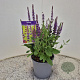 Salvia nem. 'Ostfriesland' 20-25 cm 2,5L