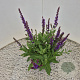 Salvia nem. 'Ostfriesland' 20-25 cm 2,5L