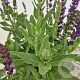 Salvia nem. 'Ostfriesland' 20-25 cm 2,5L