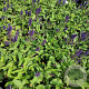 Salvia nem. 'Viola Klose' GM P9
