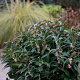 Sarcococca h. Winter Gem 25-30 cm 2,5L