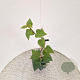 Schizophragma hydrangeoides 70-80 cm 2,5L