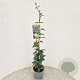 Schizophragma hydrangeoides 70-80 cm 2,5L