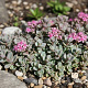Sedum cyaneum 'Rosenteppich' GM P9