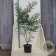 Styphnolobium japonicum 150-175 cm 20L meerstammig