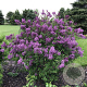 Syringa 'SMSJBP7' 80-100 cm met kluit