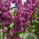 Syringa v. Ludwig Spaeth 125-150 cm met kluit struik