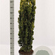 Taxus b. 'Fastigiata Aurea' 175-200 cm draadkluit solitair