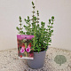 Teucrium lucidrys 20-25 cm C1.5