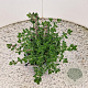 Teucrium lucidrys 20-25 cm C1.5
