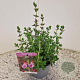 Teucrium lucidrys 20-25 cm C1.5