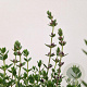 Teucrium lucidrys 20-25 cm C1.5