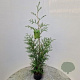 Thuja occ. 'Brabant' 80-100 cm 3,0L