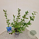 Vaccinium c. 'Bluecrop' 40-50 cm 3,0L