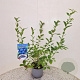 Vaccinium c. 'Bluecrop' 40-50 cm 3,0L