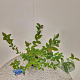 Vaccinium c. 'Bluecrop' 40-50 cm 3,0L