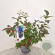 Vaccinium c. 'Duke' 40-50 cm 3,0L