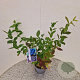 Vaccinium c. 'Goldtraube 23' 40-50 cm 3,0L