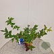 Vaccinium c. 'Goldtraube 23' 40-50 cm 3,0L