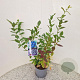 Vaccinium c. 'Goldtraube 23' 40-50 cm 3,0L