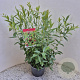 Vaccinium 'Pink Lemonade' 40-50 cm 3,0L