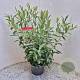 Vaccinium 'Pink Lemonade' 40-50 cm 3,0L