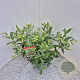 Vaccinium 'Pink Lemonade' 40-50 cm 3,0L