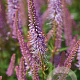 Veronicastrum virg. 'Red Arrows' GM P9