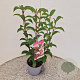 Viburnum bodn. 'Dawn' 50-60 cm 3,0L