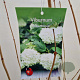 Viburnum opulus 'Roseum' 100-125 cm 10L