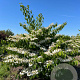 Viburnum plic. 'Mariesii' 125-150 cm met kluit struik