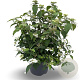 Viburnum plic. 'Watanabe' 60-70 cm 7,5L