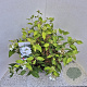 Viburnum plic. 'Watanabe' 60-70 cm 7,5L