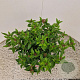 Viburnum tin. 'Eve Price' 30-40 cm 2,5L