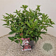 Viburnum tin. 'Eve Price' 30-40 cm 2,5L