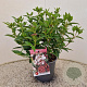 Viburnum tin. 'Eve Price' 30-40 cm 2,5L