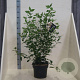 Viburnum tinus 80-100 cm 10L